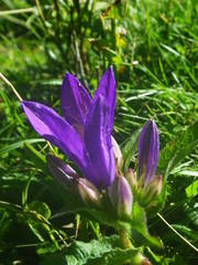 Campanula glomerata glomerata