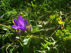 Campanula glomerata glomerata