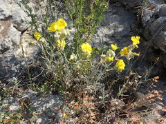 Helianthemum syriacum