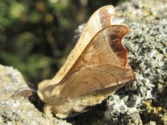 Bombyx mandarina