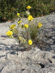 Helianthemum syriacum