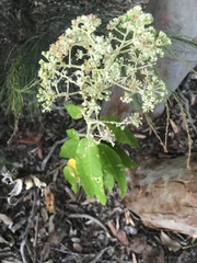 Astrotricha floccosa