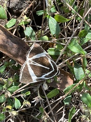 Fodina ostorius