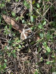 Fodina ostorius
