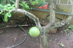 Crescentia cujete