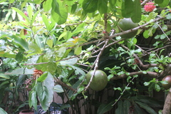 Crescentia cujete