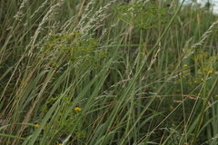 Helictochloa hookeri schelliana