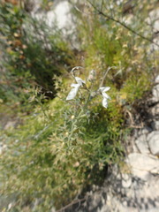 Teucrium pseudochamaepitys