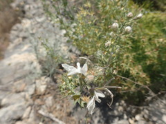 Teucrium pseudochamaepitys