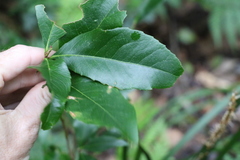 Denhamia bilocularis