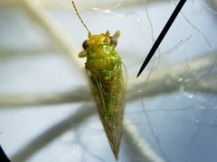 Craspedolepta euthamiae