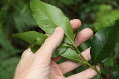 Denhamia bilocularis