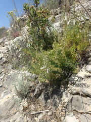 Teucrium pseudochamaepitys