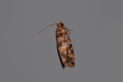 Lobesia transtrifera