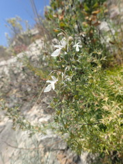 Teucrium pseudochamaepitys