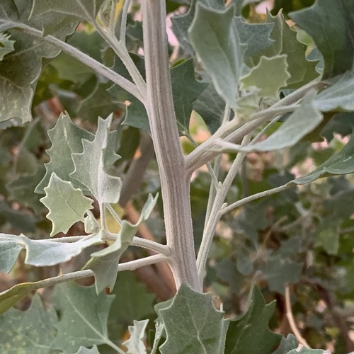 Chenopodium album image