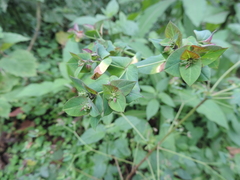 Euphorbia schimperiana