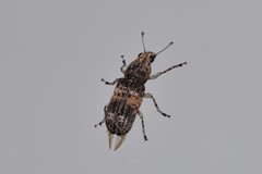 Dendropemon subfasciatus