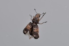 Dendropemon subfasciatus