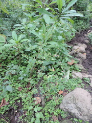 Euphorbia schimperiana