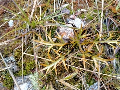 Aciphylla hookeri