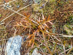 Aciphylla hookeri