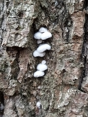 Schizophyllum commune