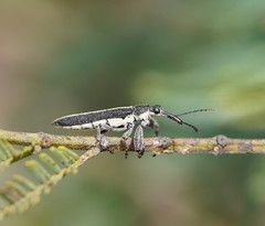 Rhinotia sparsa