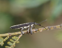 Rhinotia sparsa