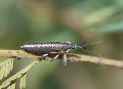 Rhinotia sparsa