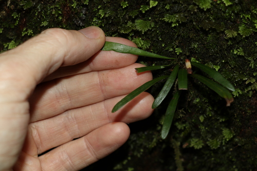 Image of Grammitis stenophylla by (c) Greg Tasney, some rights reserved (CC BY-SA)