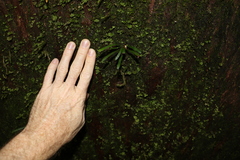 Grammitis stenophylla