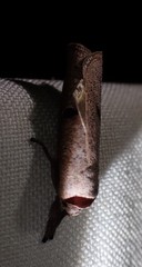 Pilostibes stigmatias