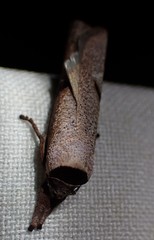 Pilostibes stigmatias