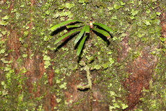 Grammitis stenophylla