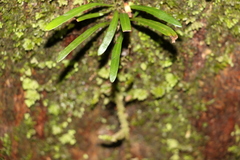 Grammitis stenophylla
