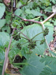 Apiaceae