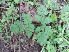 Apiaceae