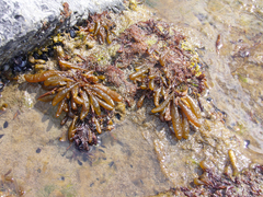 Caepidium antarcticum