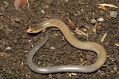 Coeranoscincus reticulatus