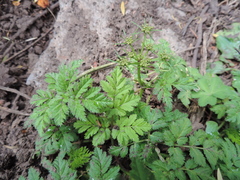 Apiaceae