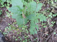 Apiaceae