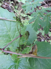 Apiaceae