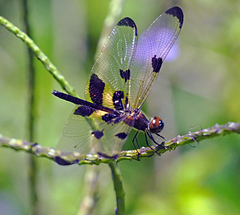 Rhyothemis phyllis apicalis