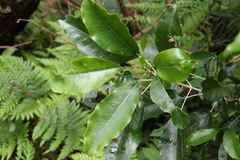 Sarcomelicope simplicifolia