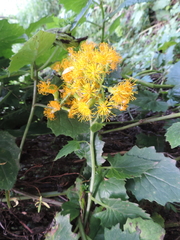 Asteraceae