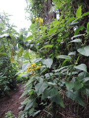 Asteraceae