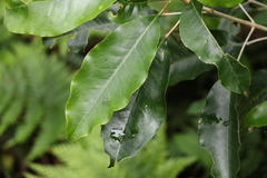 Sarcomelicope simplicifolia