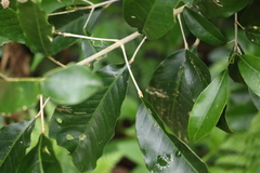 Sarcomelicope simplicifolia