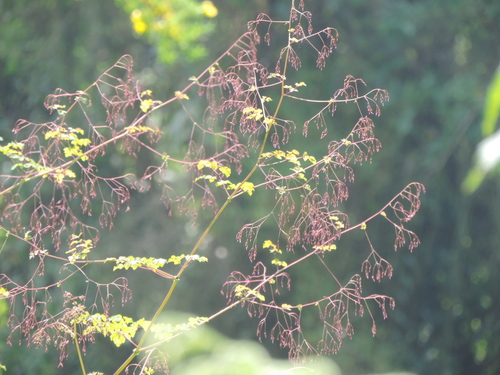 Thalictrum rhynchocarpum image